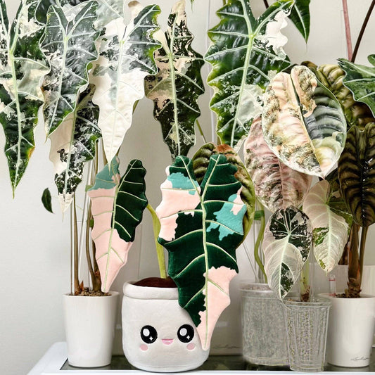 Variegated Alocasia Amazonica | Plushie